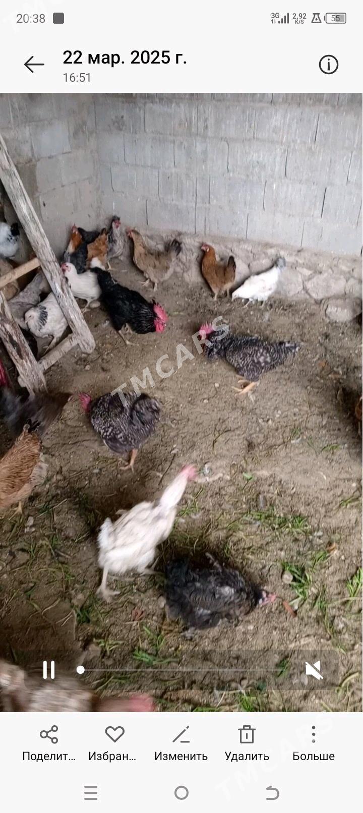 towuk  ataks - Balkanabat - img 2