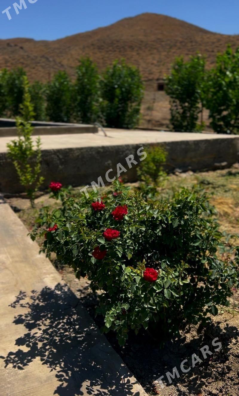 8 Ÿap Daça 1 gektarlyk - Aşgabat - img 2