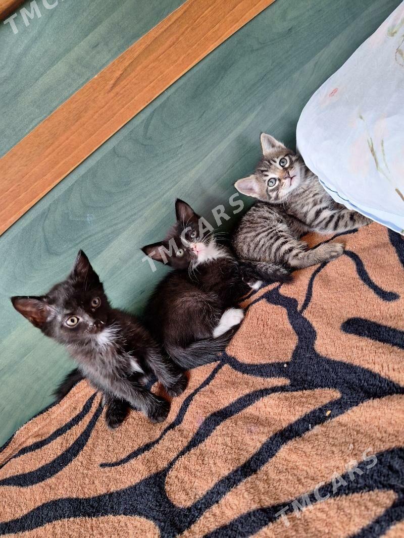 котики - Ашхабад - img 5