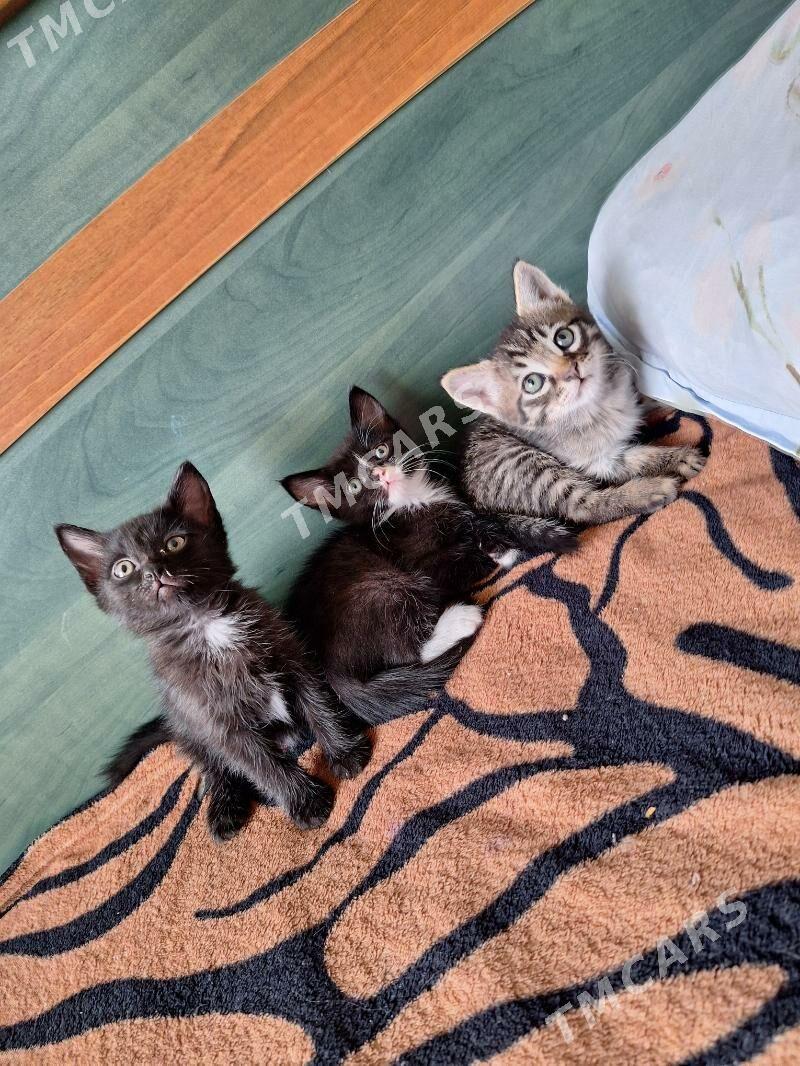 котики - Ашхабад - img 4