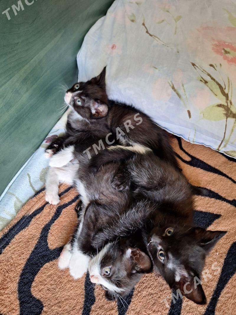 котики - Ашхабад - img 2