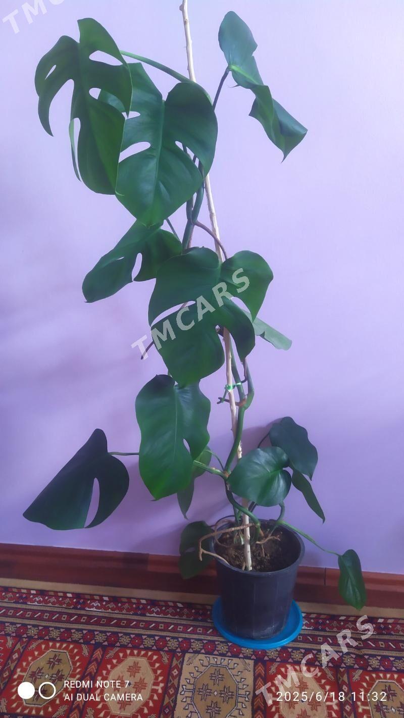 Monstera gùl - Büzmeýin GRES - img 2