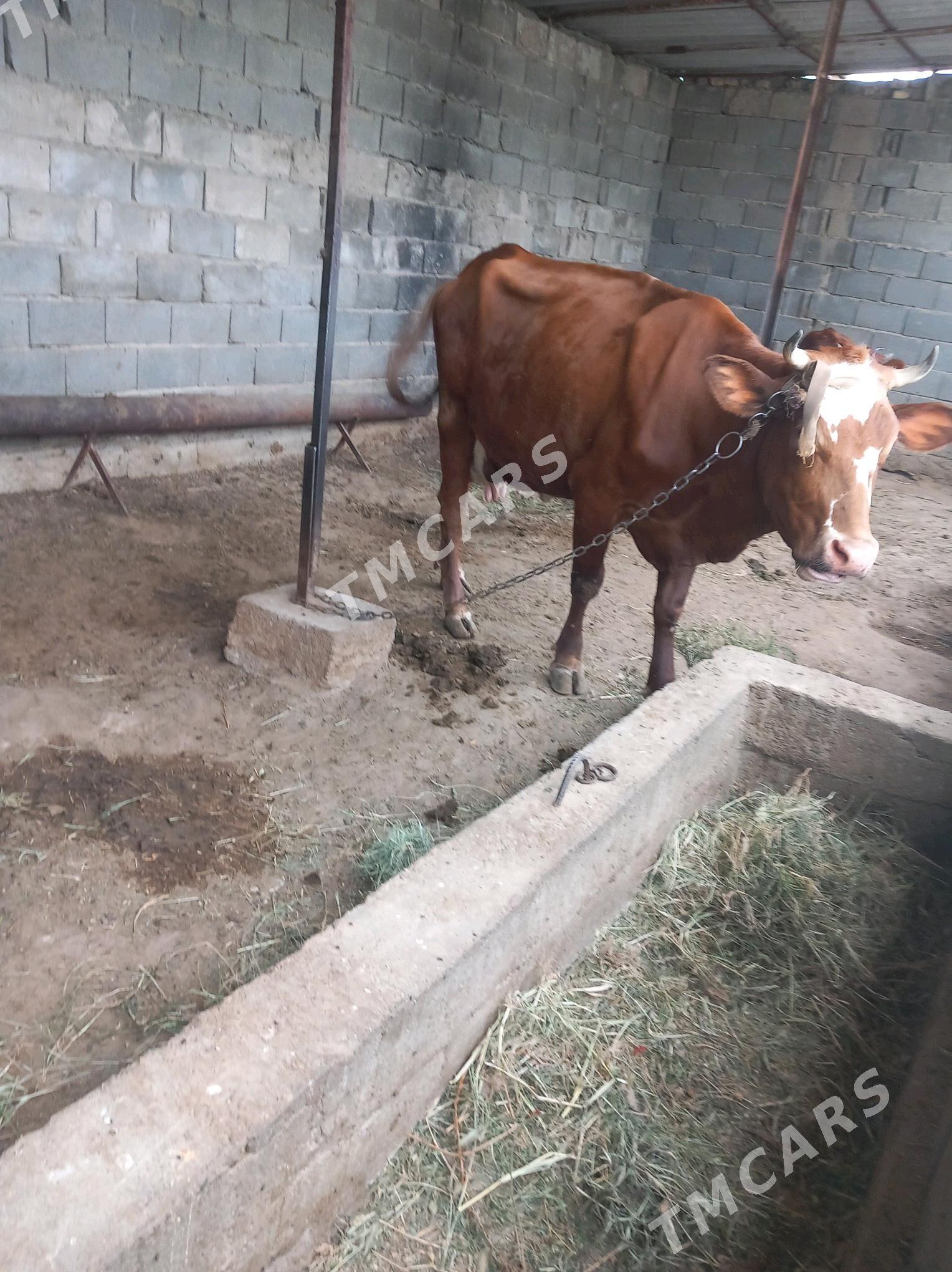 Tohum sygyr - Bagyr - img 1