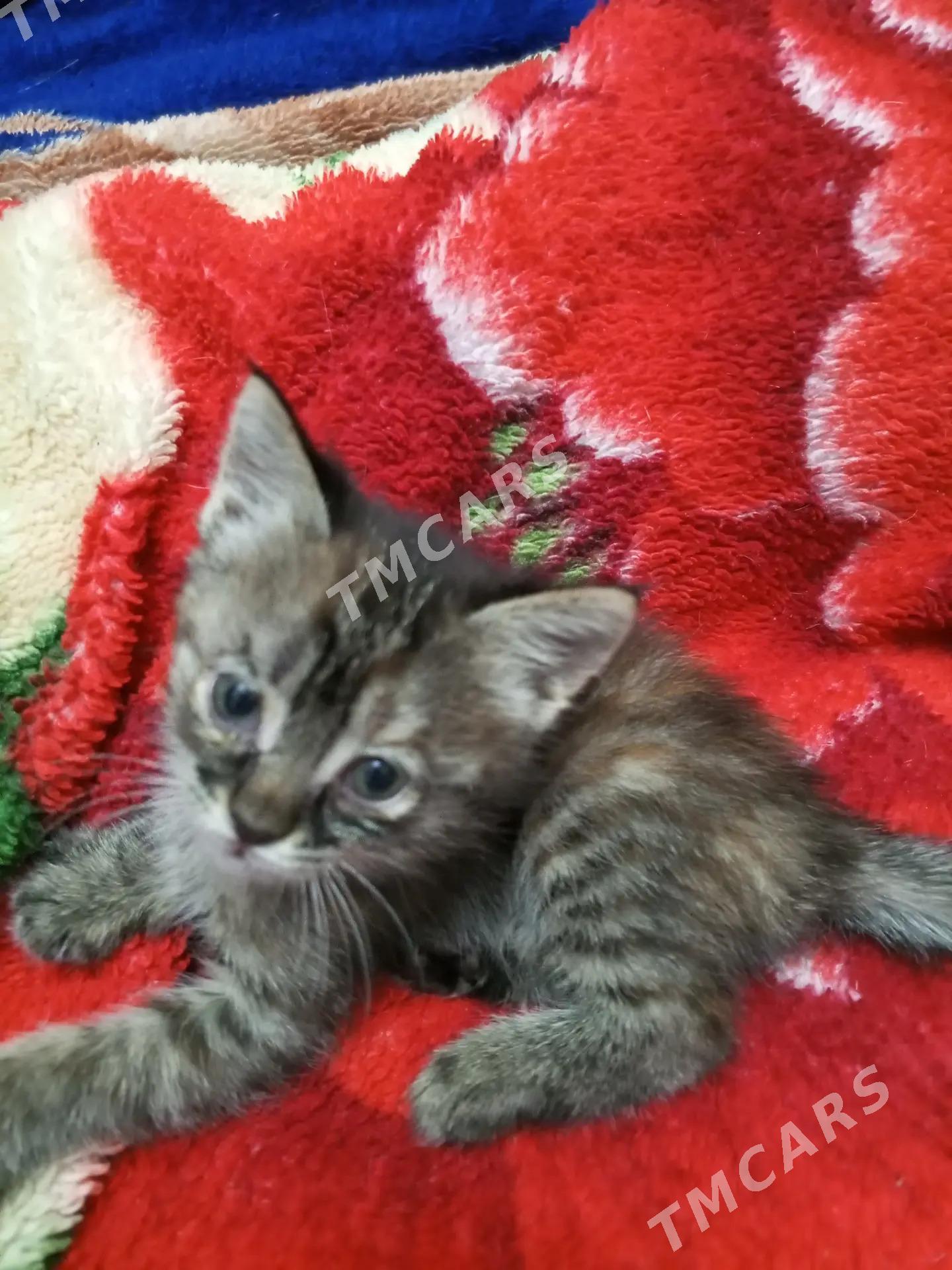 Котёнок - Türkmenabat - img 1