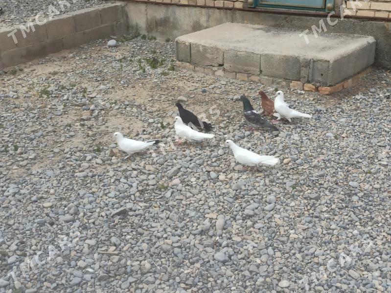kepderi - Kaka - img 2