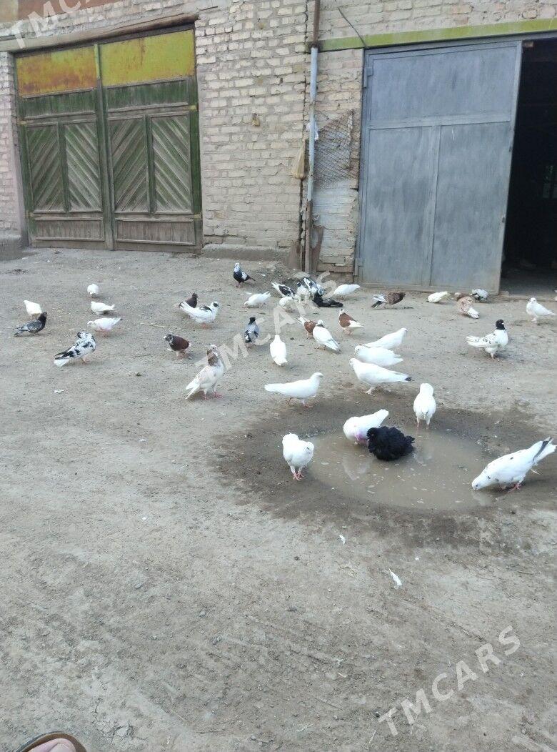 Kepteri - Daşoguz - img 4