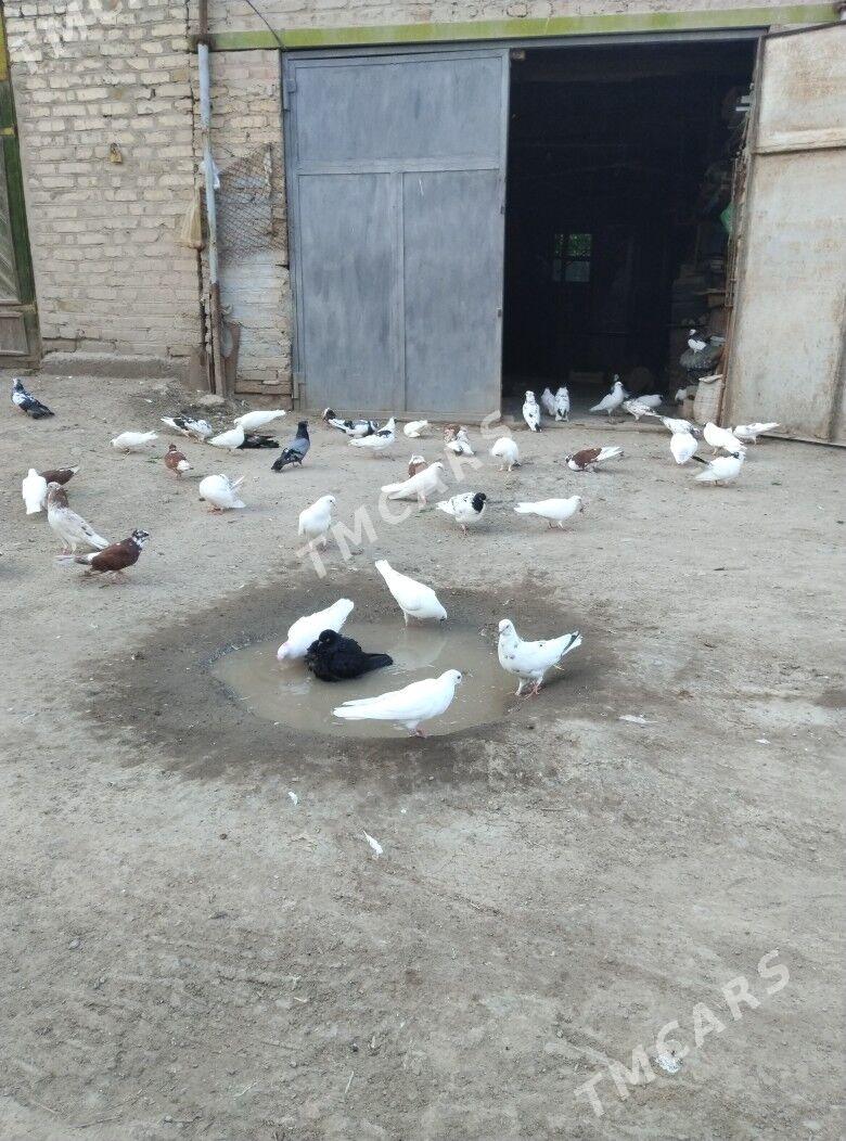 Kepteri - Daşoguz - img 2