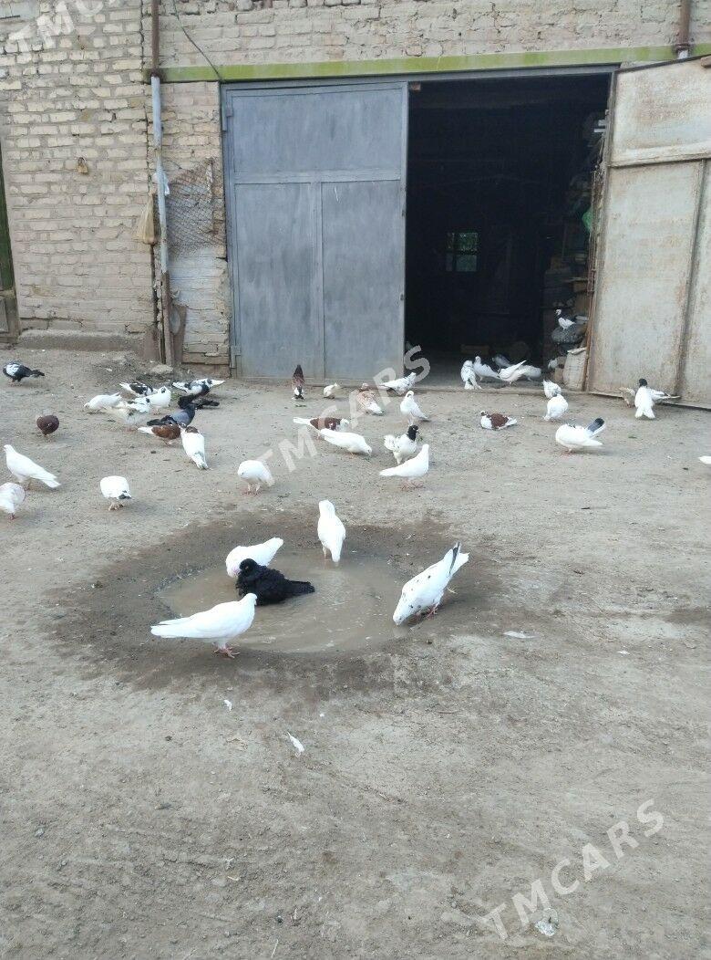 Kepteri - Daşoguz - img 3