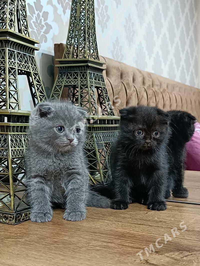 Шатладские котята  - Türkmenabat - img 2