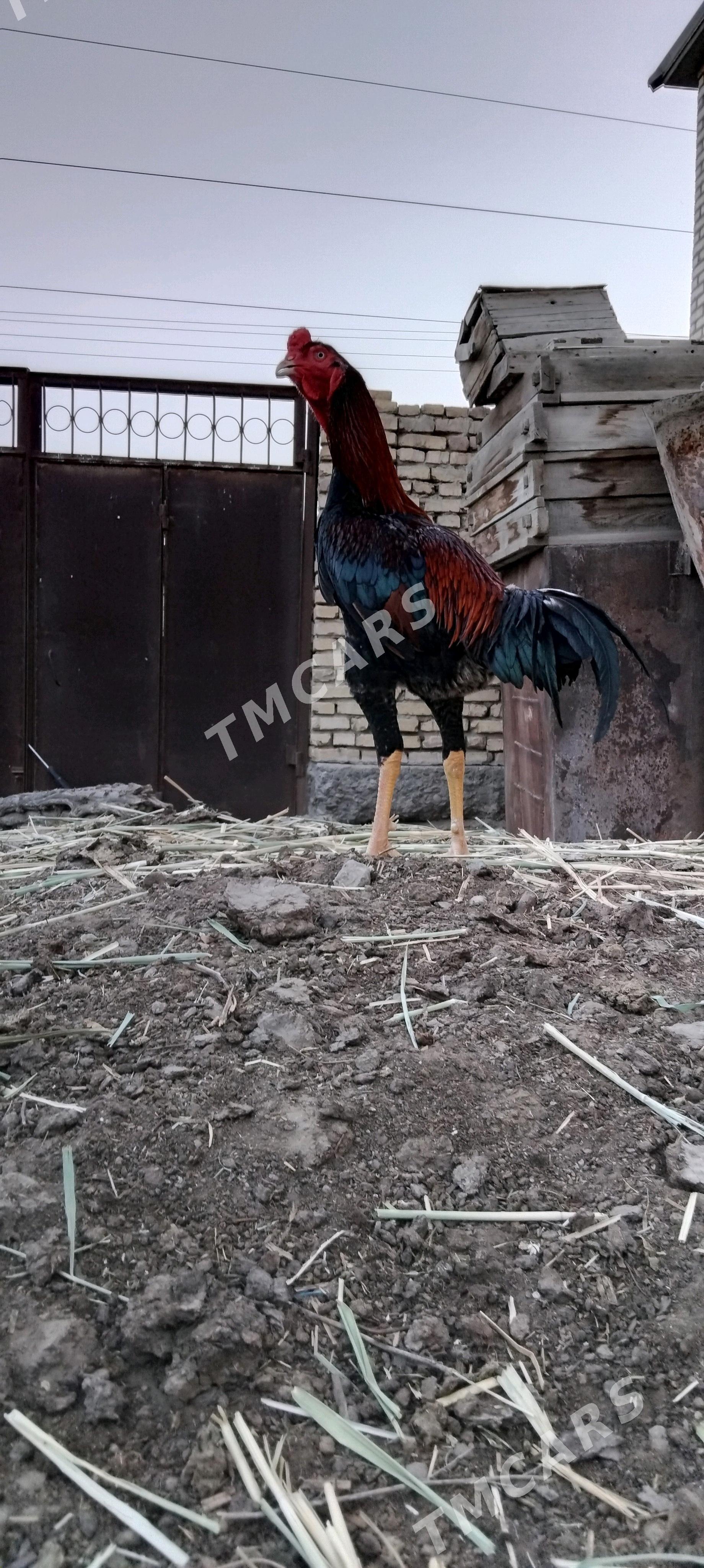horaz - Mary - img 6
