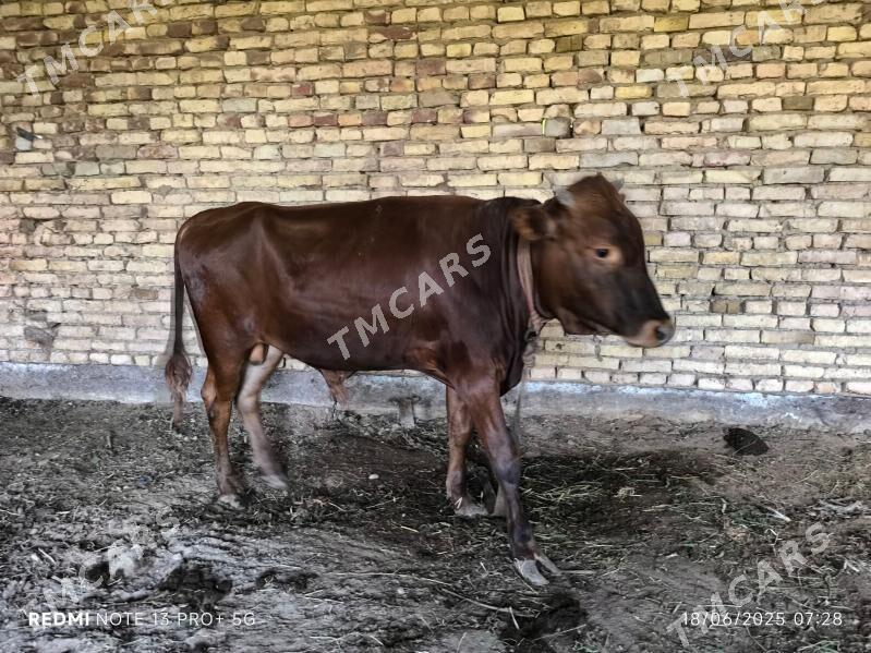 Okuz - Wekilbazar - img 5