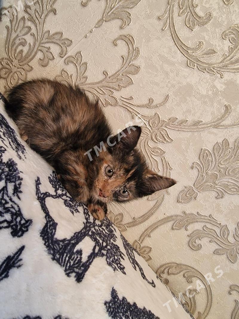 котёнку 1 месяц - Ашхабад - img 2