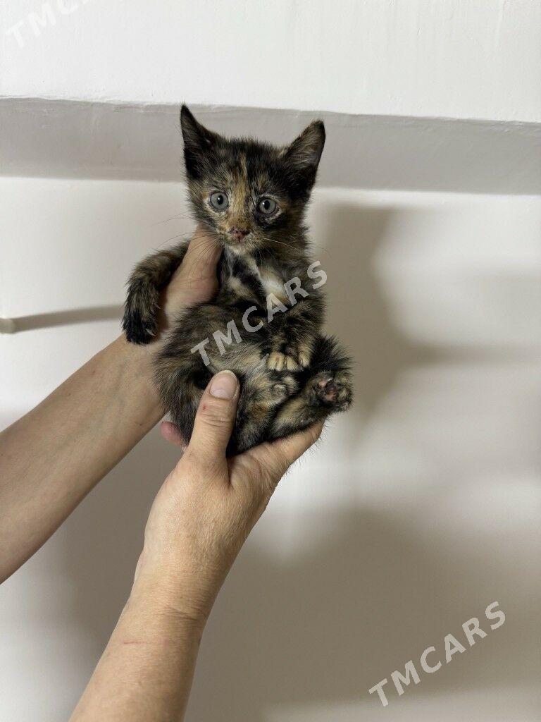 котёнку 1 месяц - Ашхабад - img 3