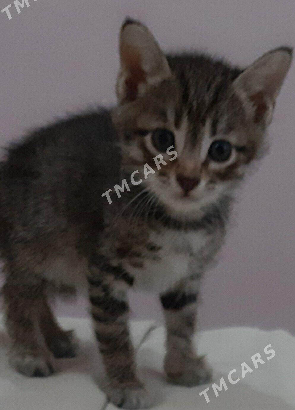 отдам котят - Ашхабад - img 3