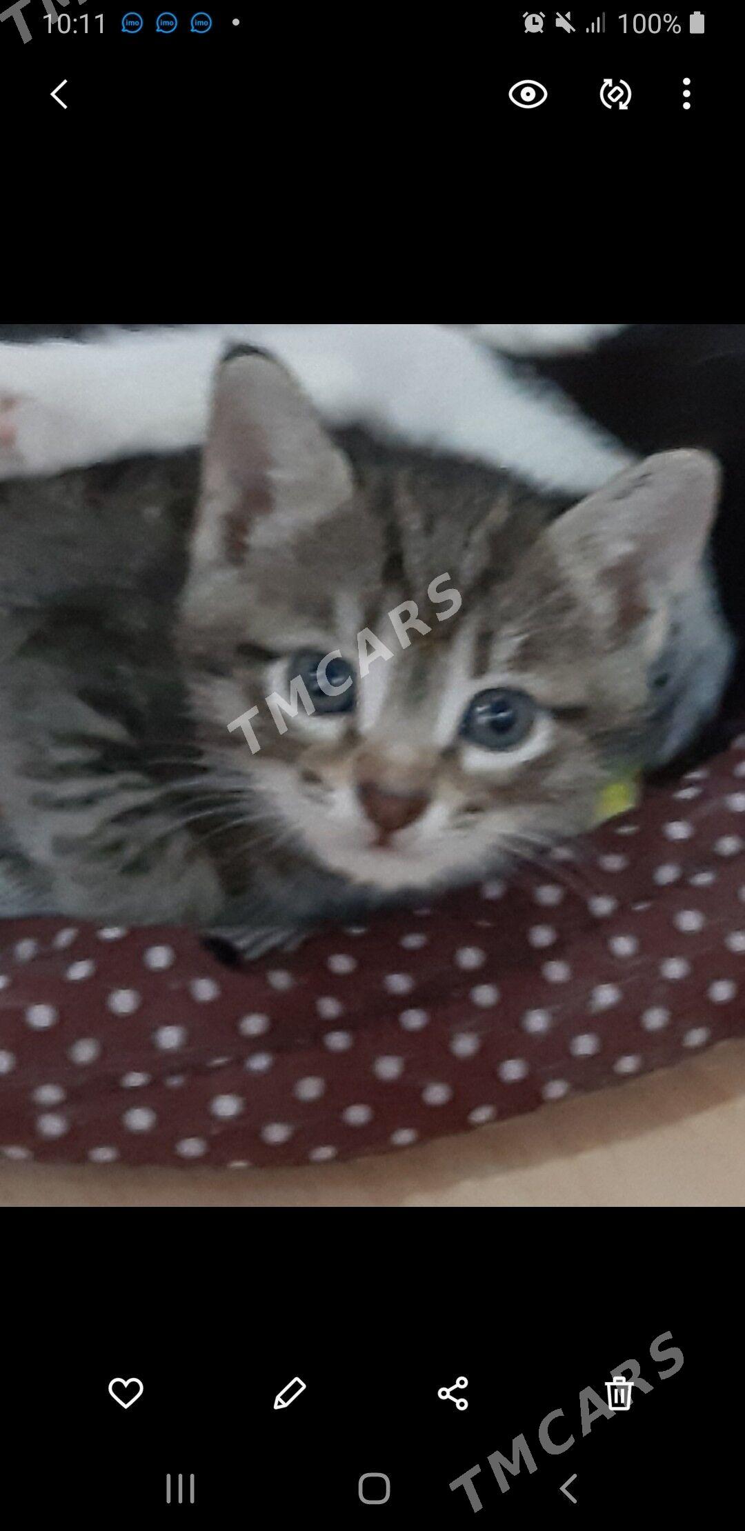 отдам котят - Ашхабад - img 2