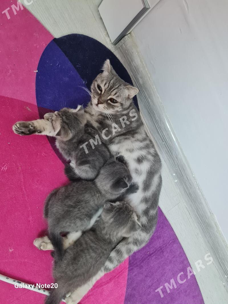 şatlanski pişijekler - Türkmenabat - img 2