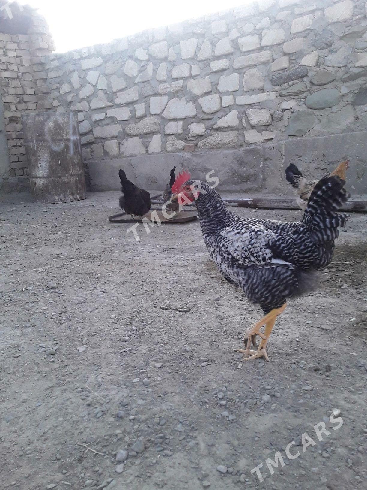 yas horaz - Bereket - img 2