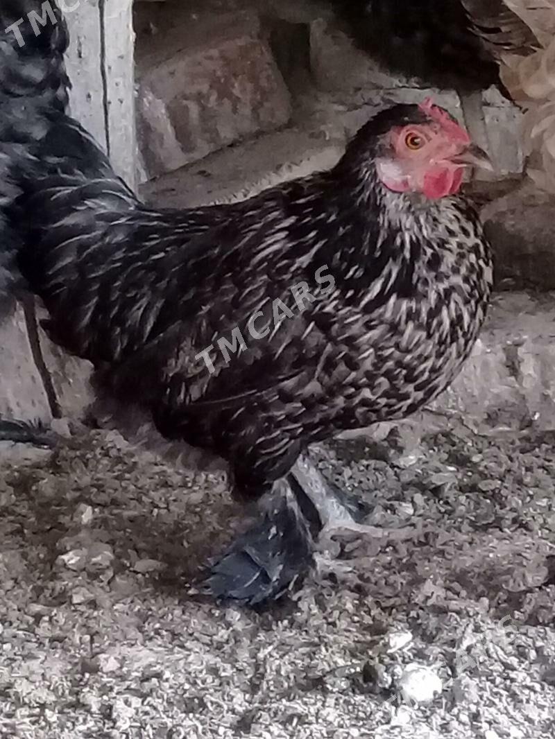 Karlik towuk horaz - Çärjew - img 2