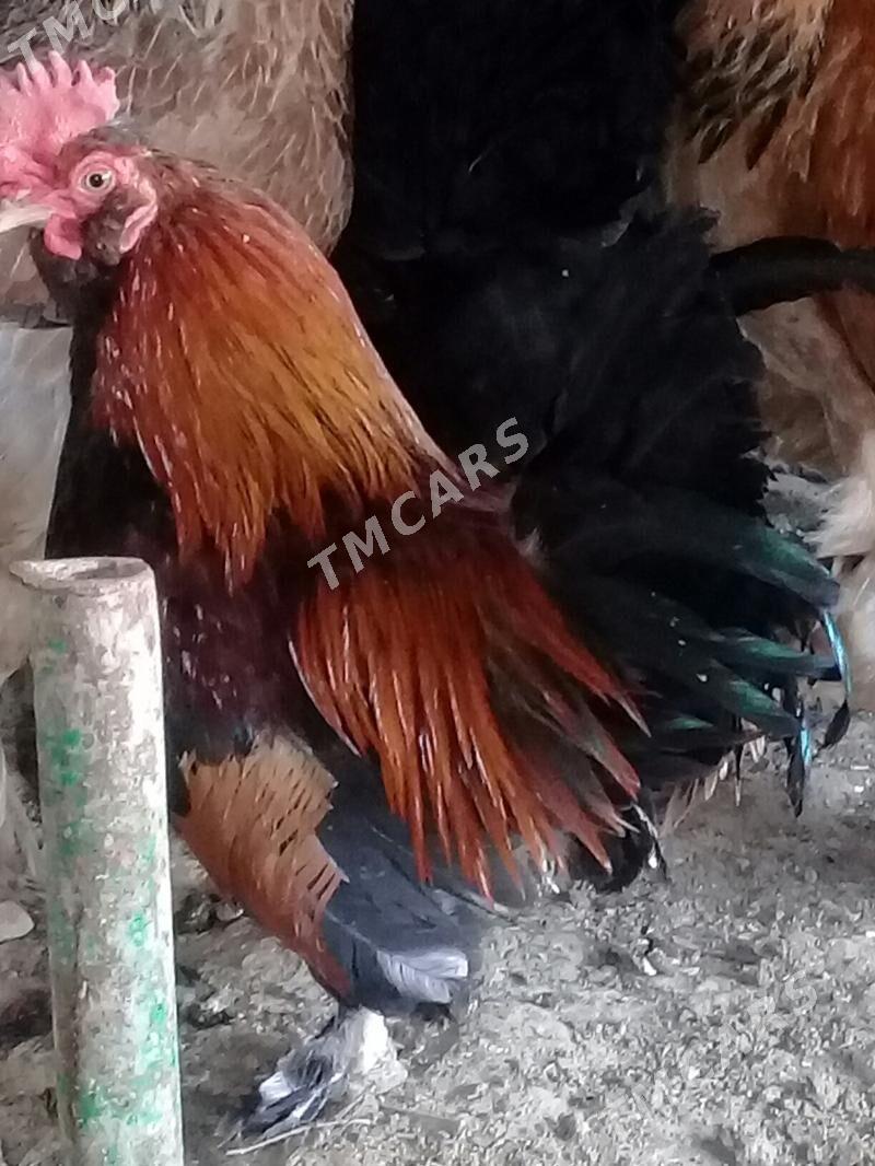 Karlik towuk horaz - Çärjew - img 1
