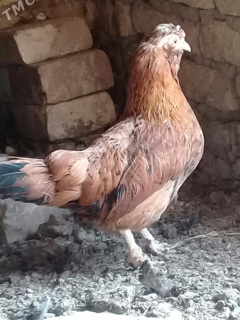 Karlik towuk horaz - Çärjew - img 3