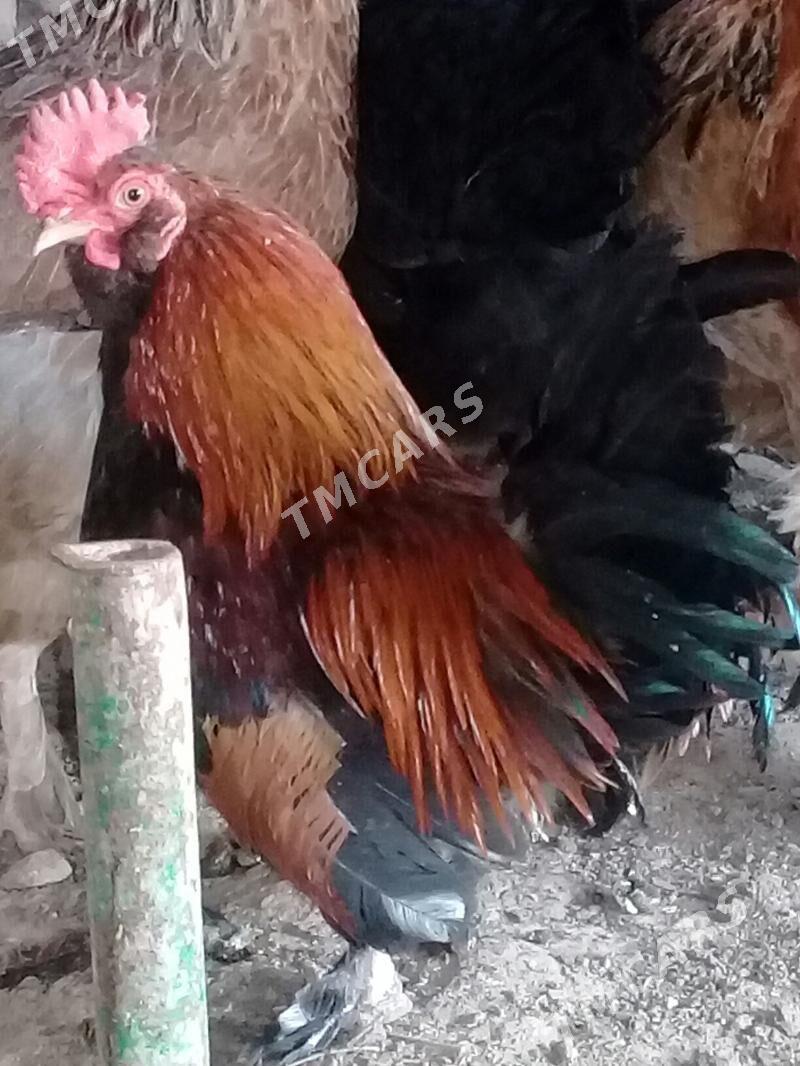Karlik towuk horaz - Çärjew - img 4