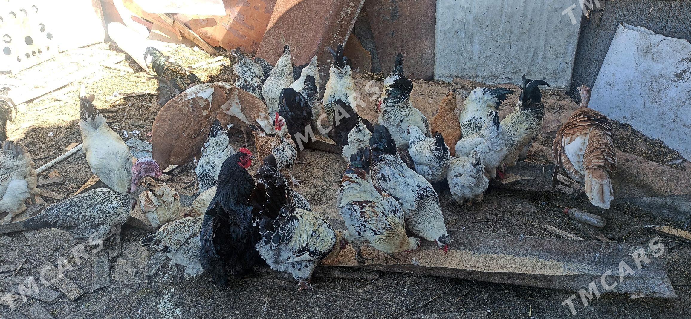 gigan  brama yumurtg - Чоганлы - img 6