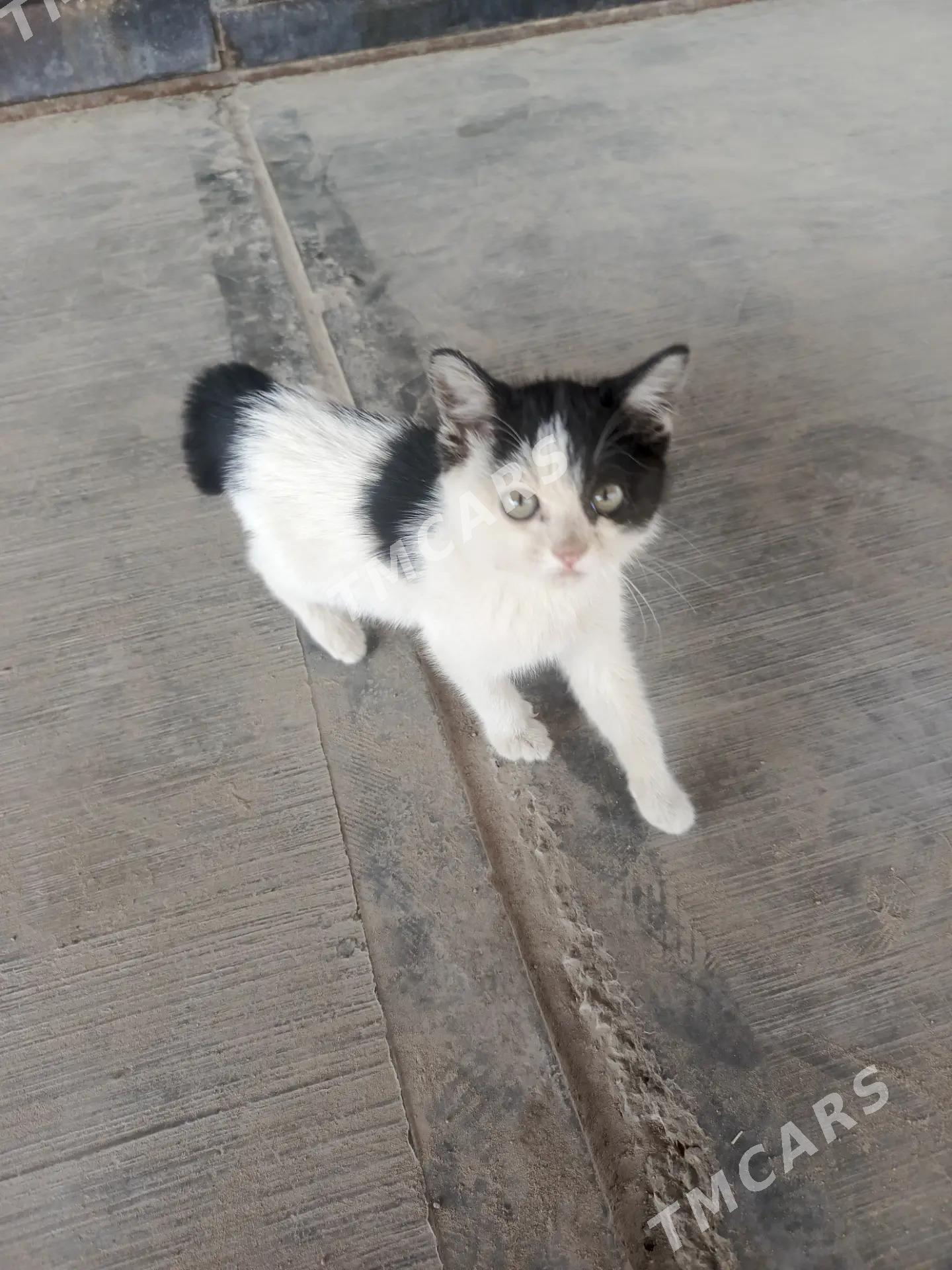 Котенок pishijik - Дашогуз - img 2