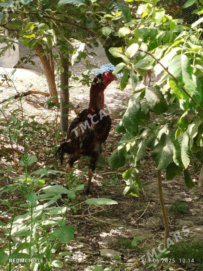 baysow horaz - Türkmenabat - img 2