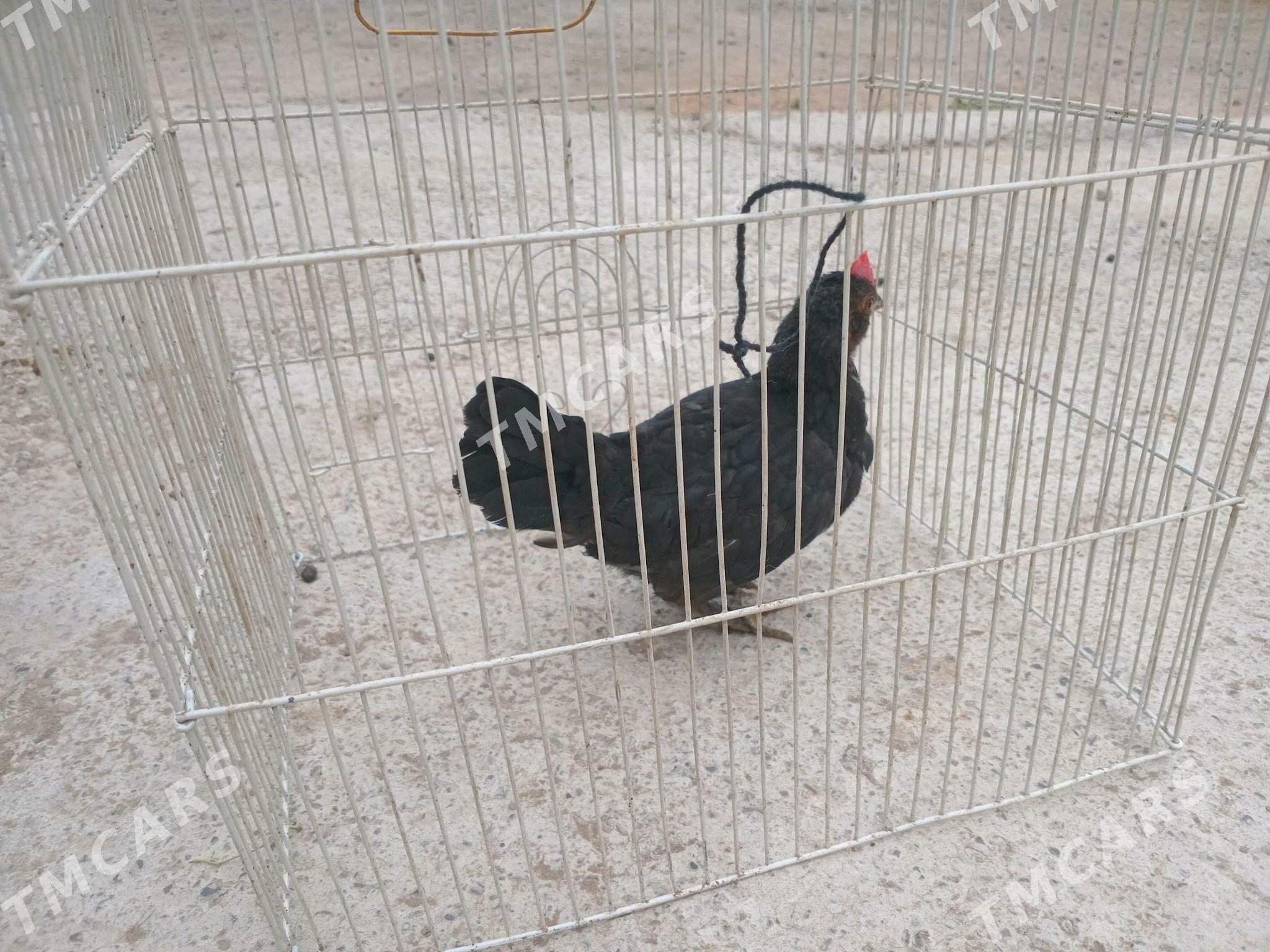 Karlik Horaz - Aşgabat - img 2