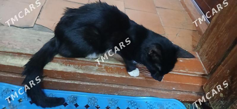 Котята - Mary - img 3