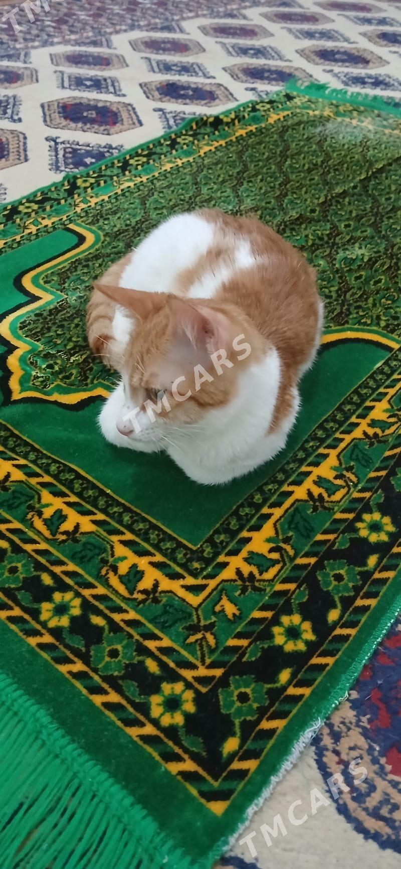 Котята - Mary - img 4