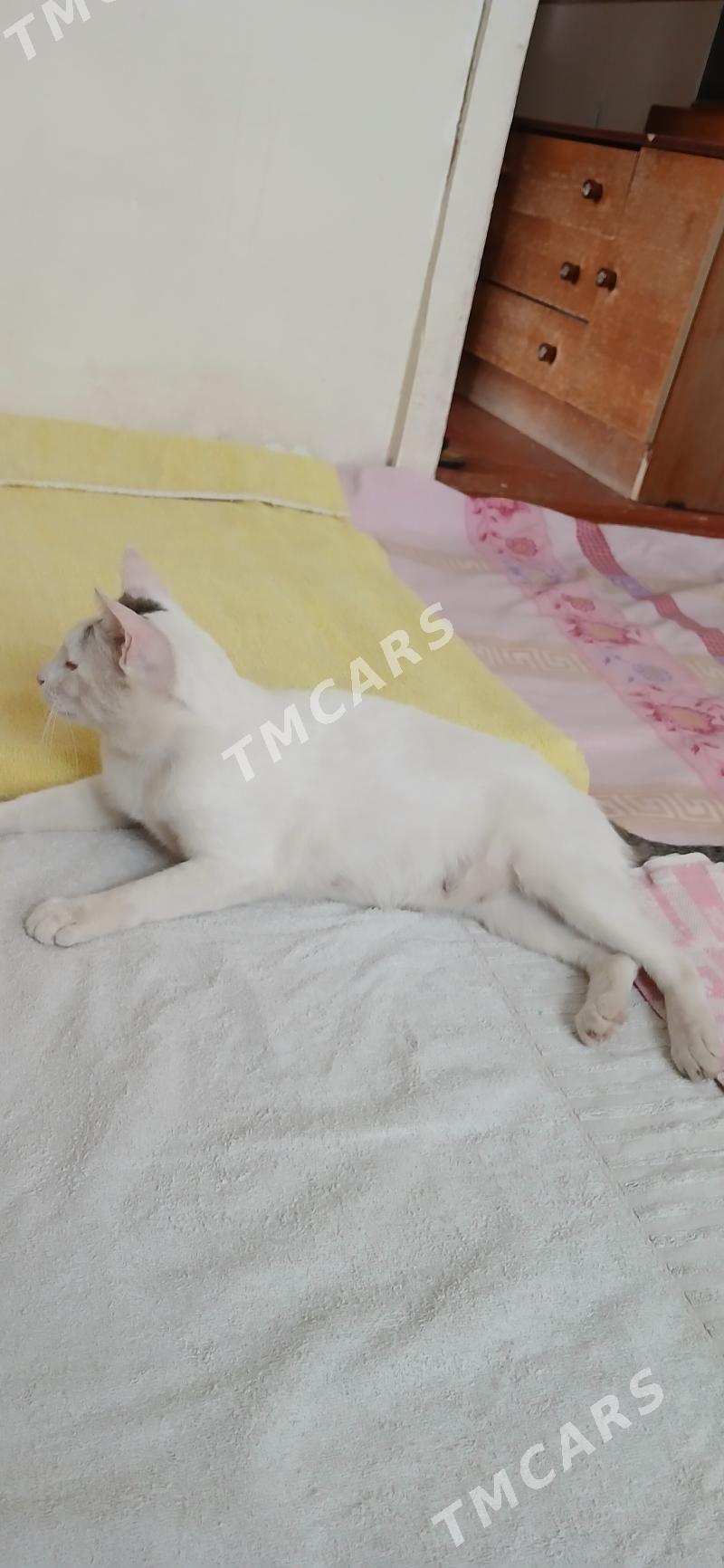 Котята - Mary - img 2