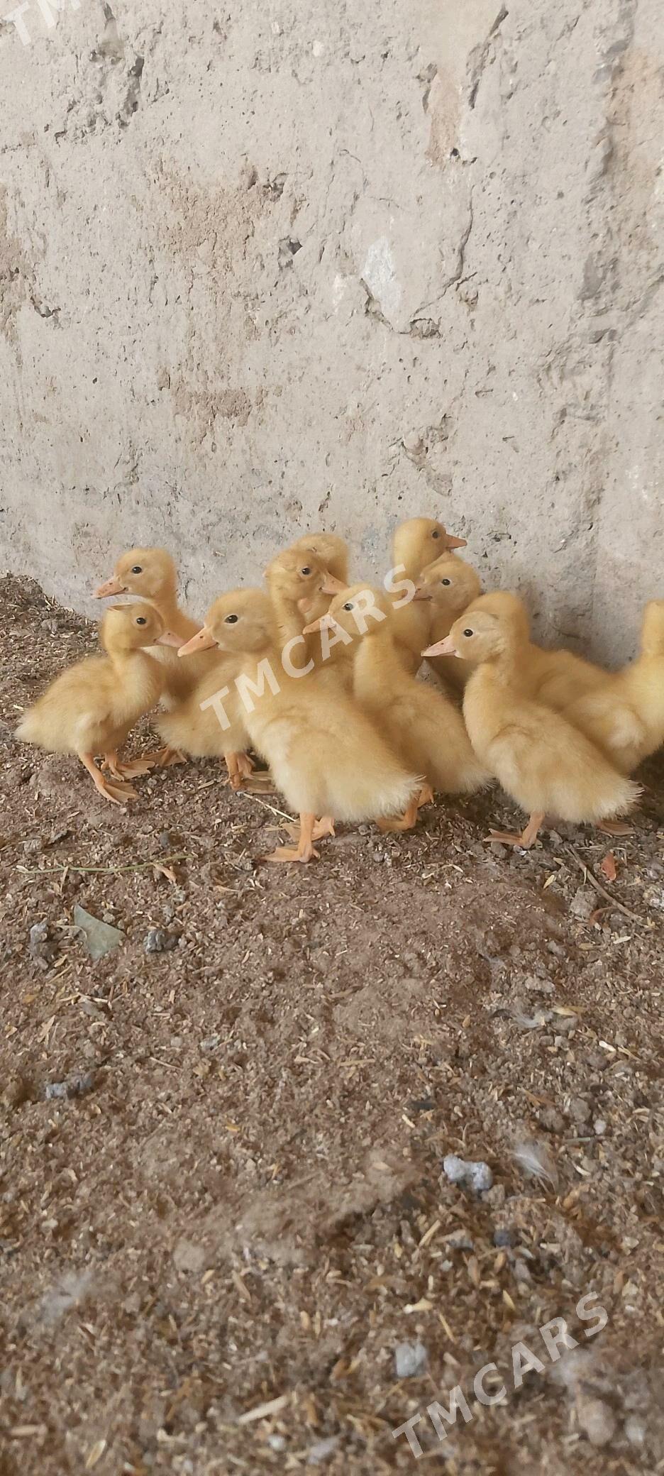 ördek jüje - Gyzylarbat - img 2