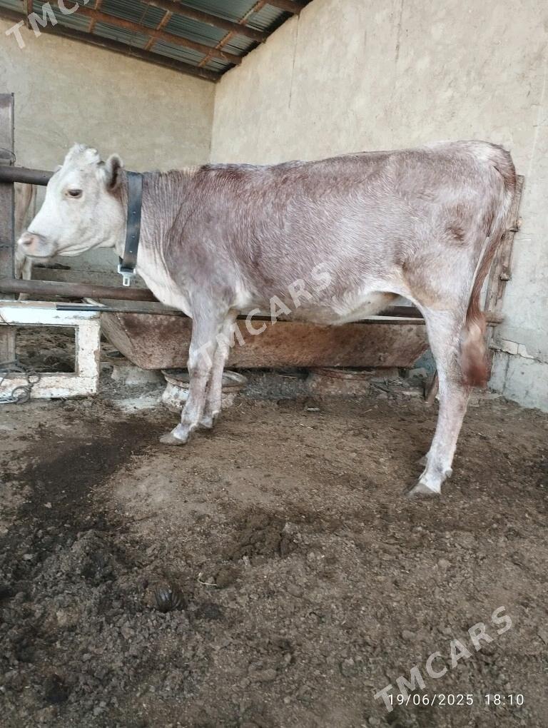 Gulajyn - Мары - img 2