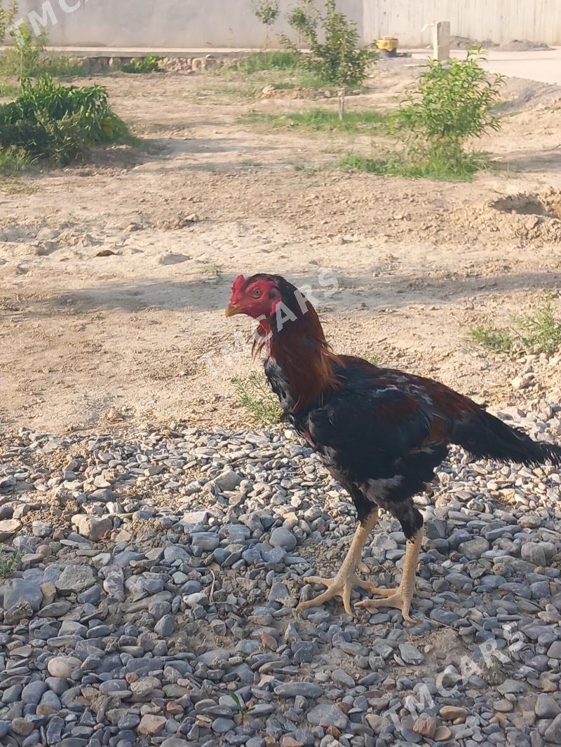 Taşkent - Gökdepe - img 2