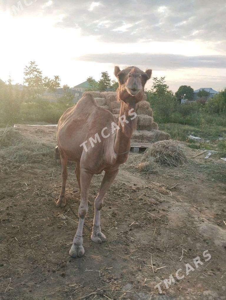 Yaş düye - Gökdepe - img 1