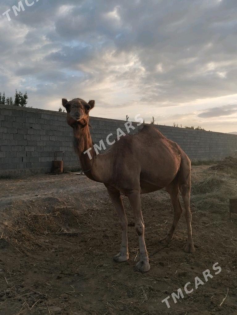 Yaş düye - Gökdepe - img 2