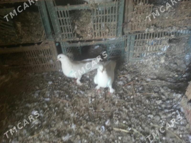 kepderi - Mary - img 2