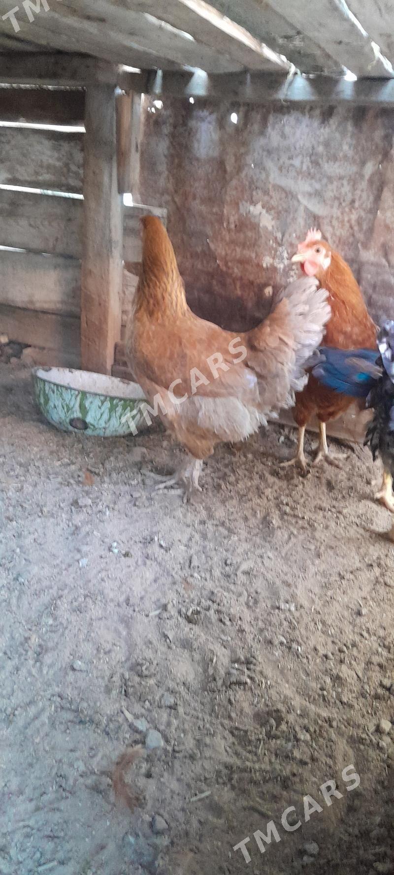 Horaz juyje - Gyzylarbat - img 2