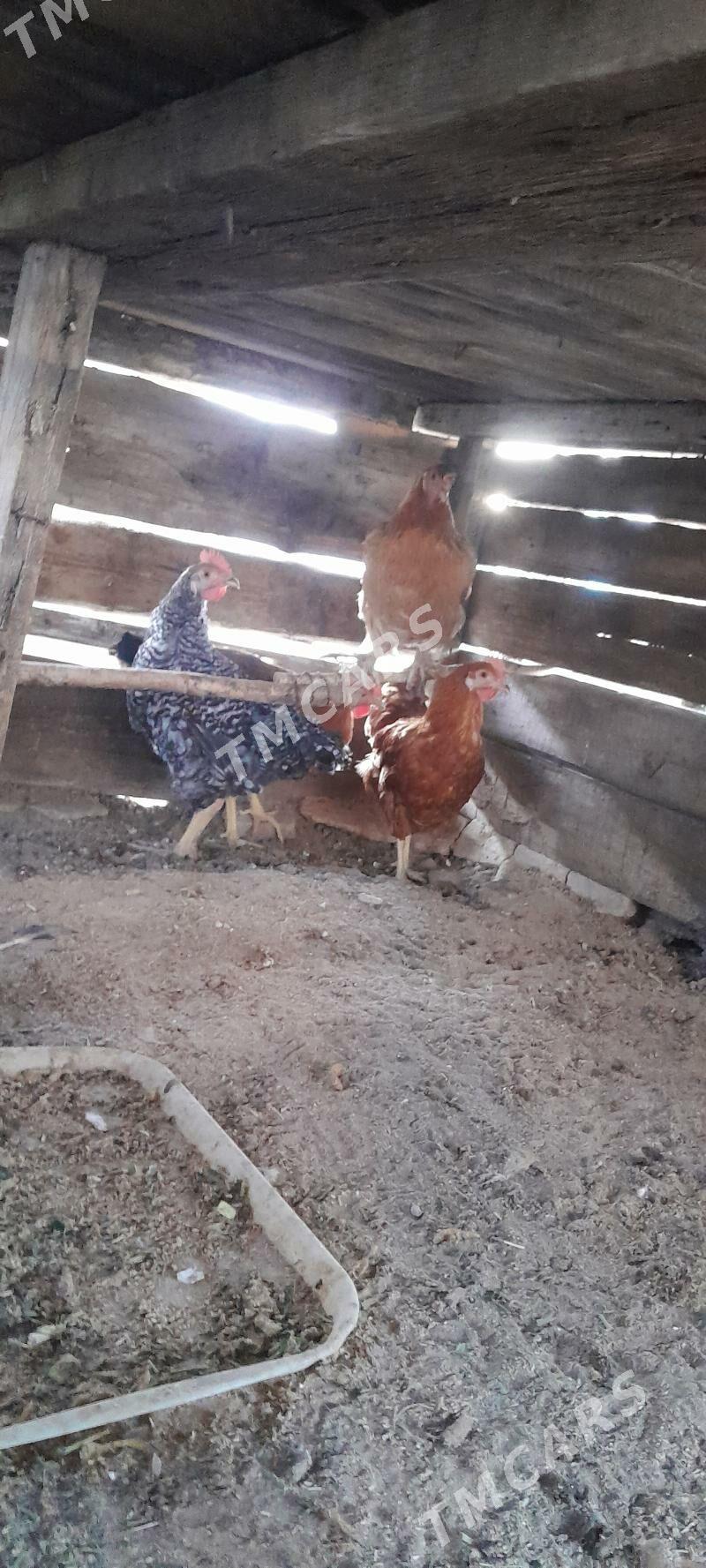 Horaz juyje - Gyzylarbat - img 3