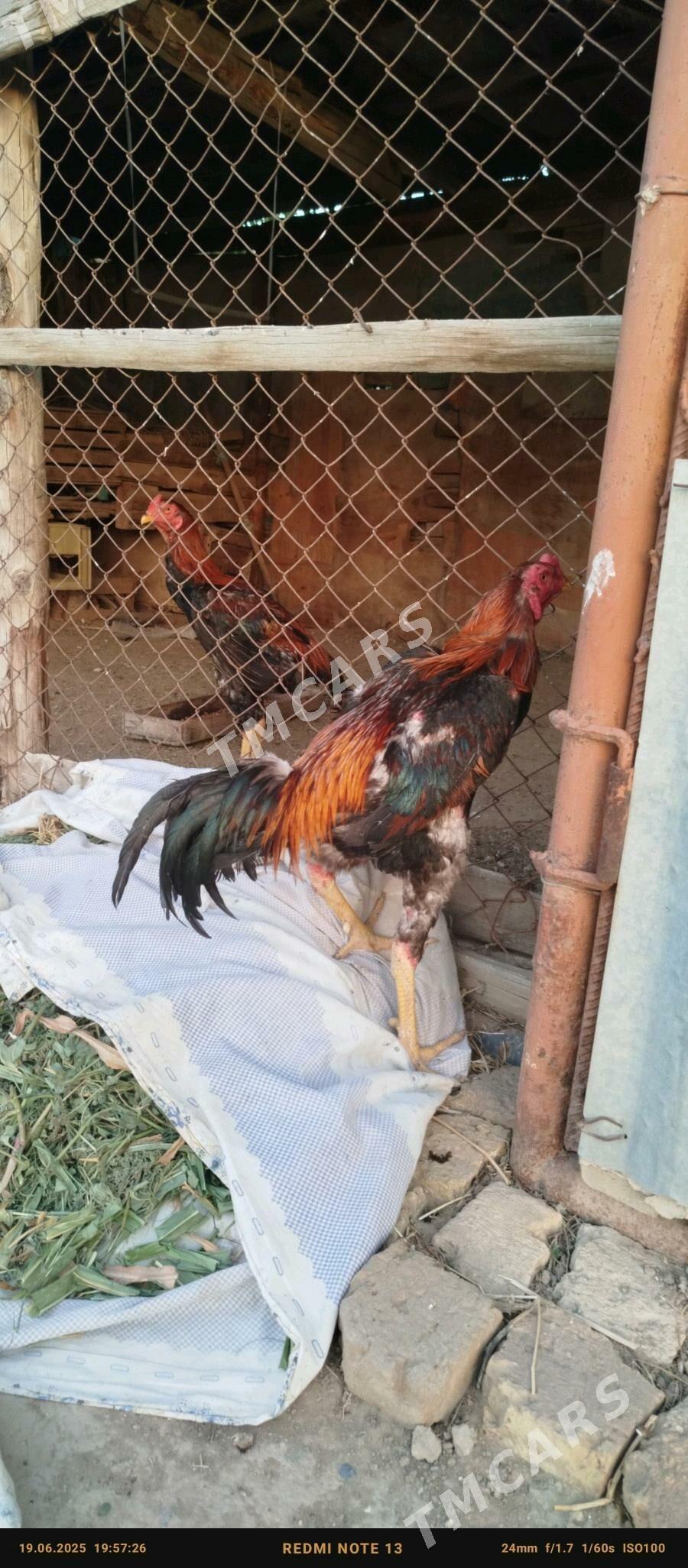 tayyn horaz baysowy - Wekilbazar - img 2