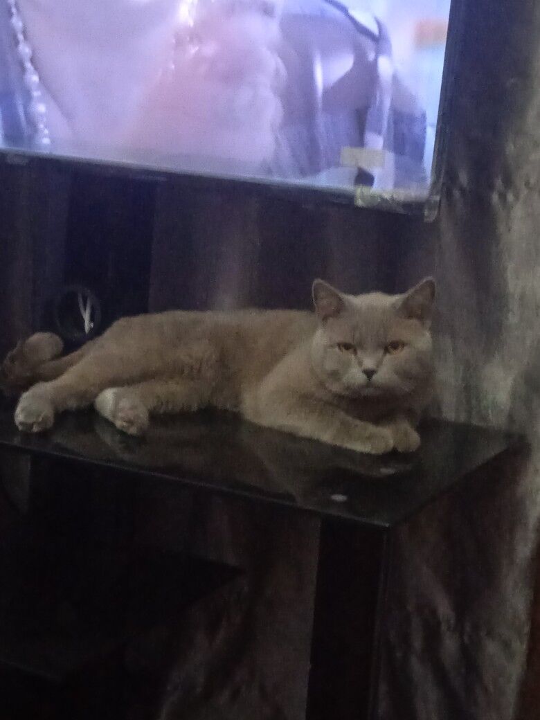 кот - Türkmenabat - img 2
