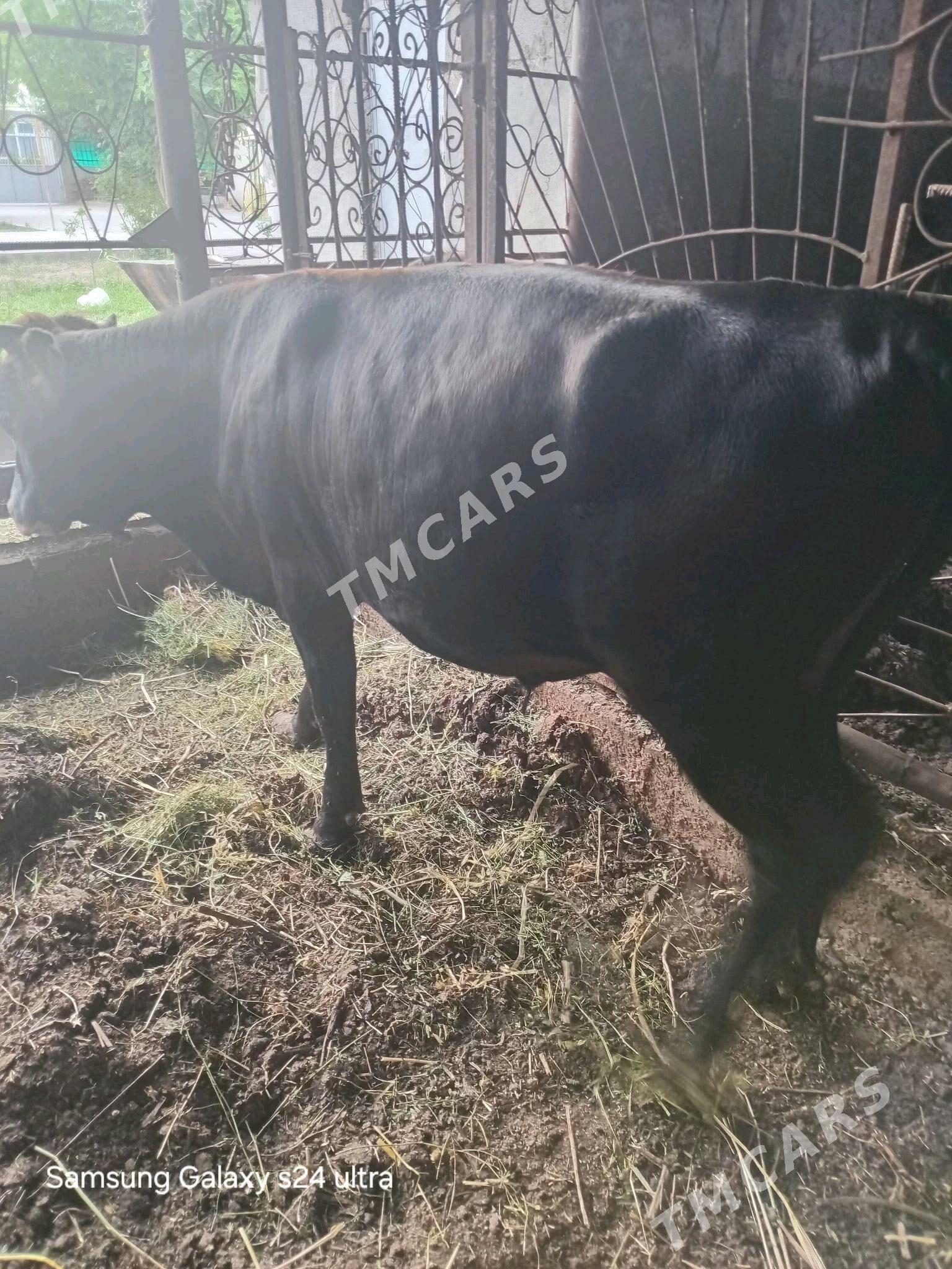 õküz - Гёкдже - img 5
