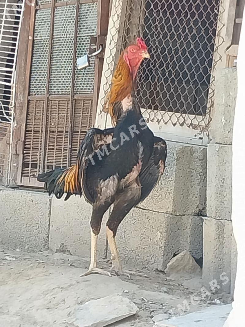 horaz - Gyzylarbat - img 2
