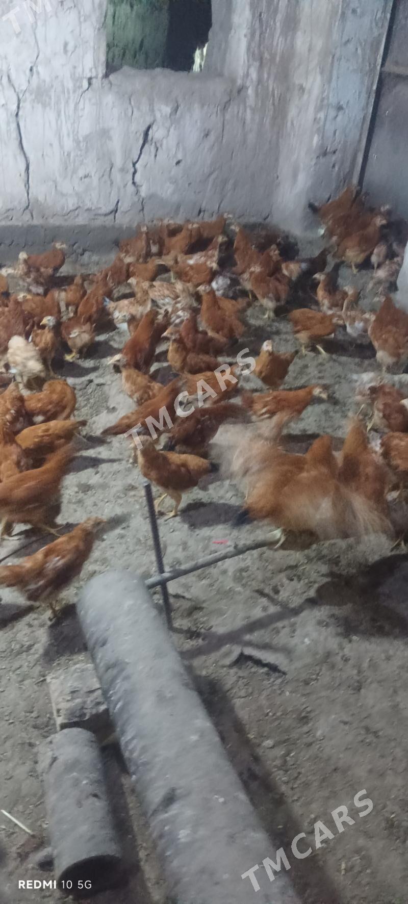 Juyje 3ay - Daşoguz - img 2