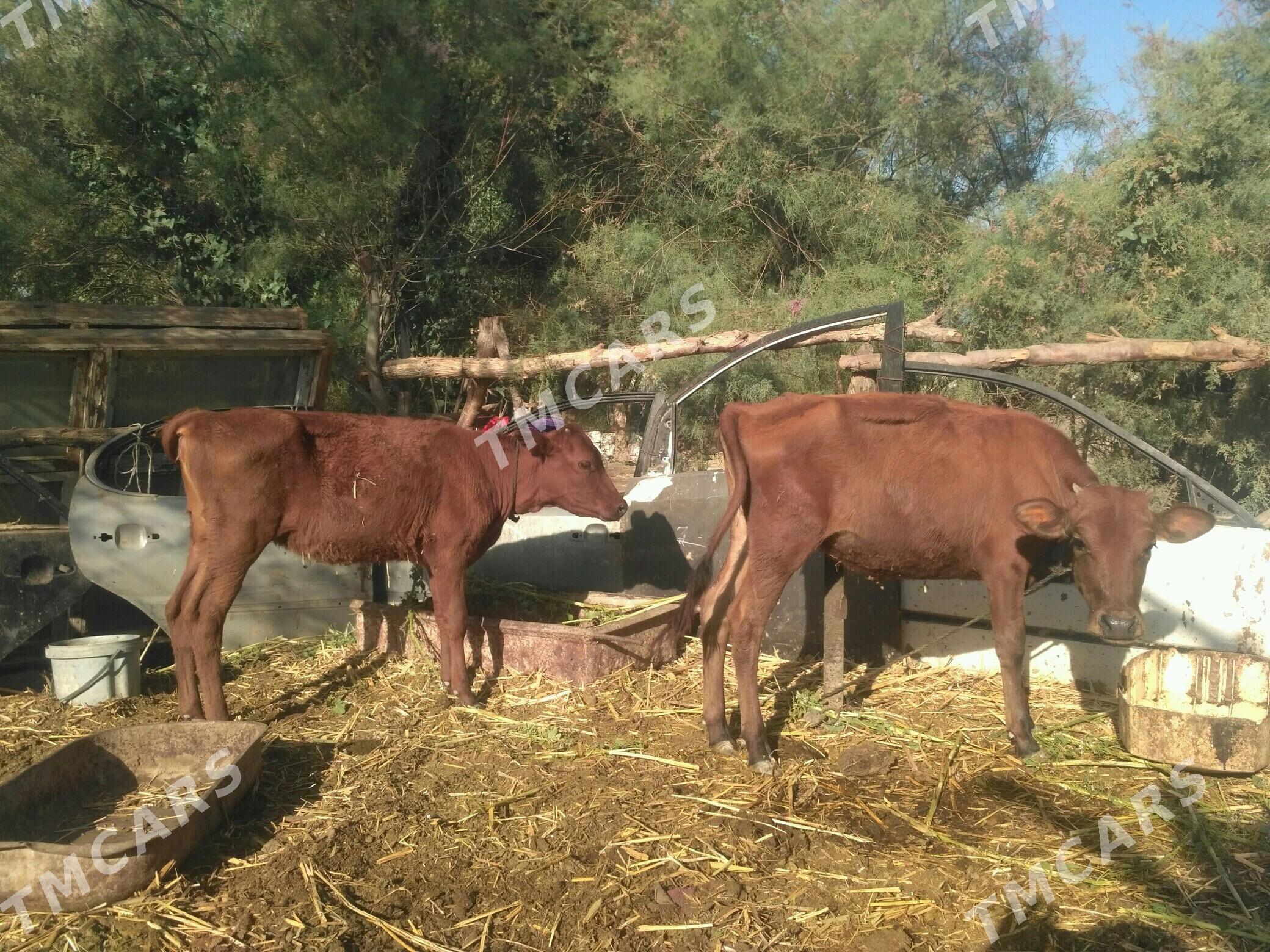 gunajynlar - Türkmenabat - img 2