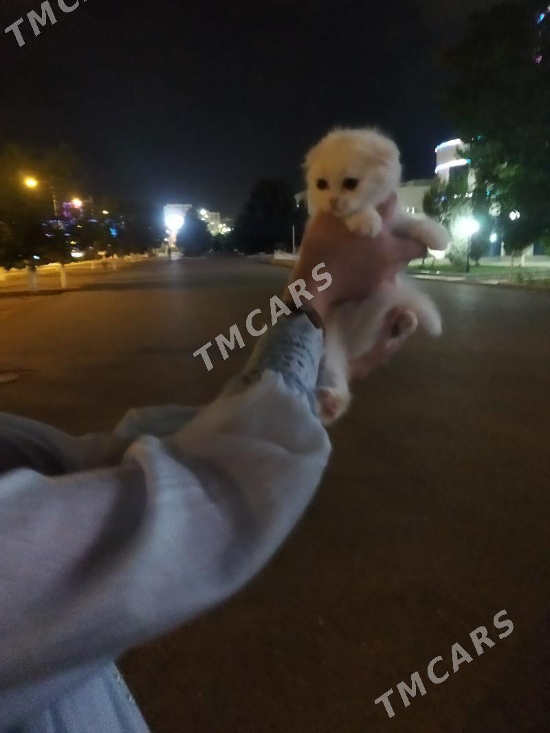 шотландские котята - Aşgabat - img 3