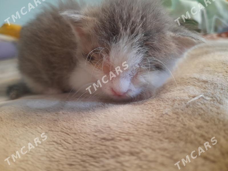 котенок срочно - 11 mkr - img 2