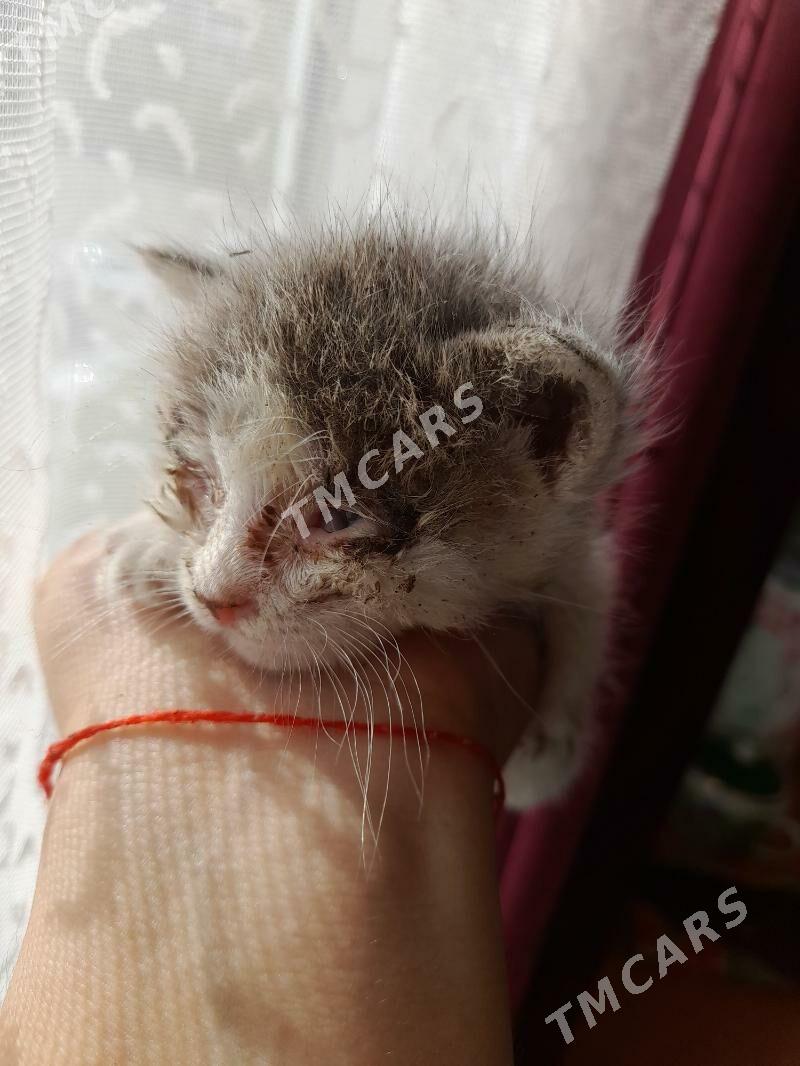 котенок срочно - 11 mkr - img 3