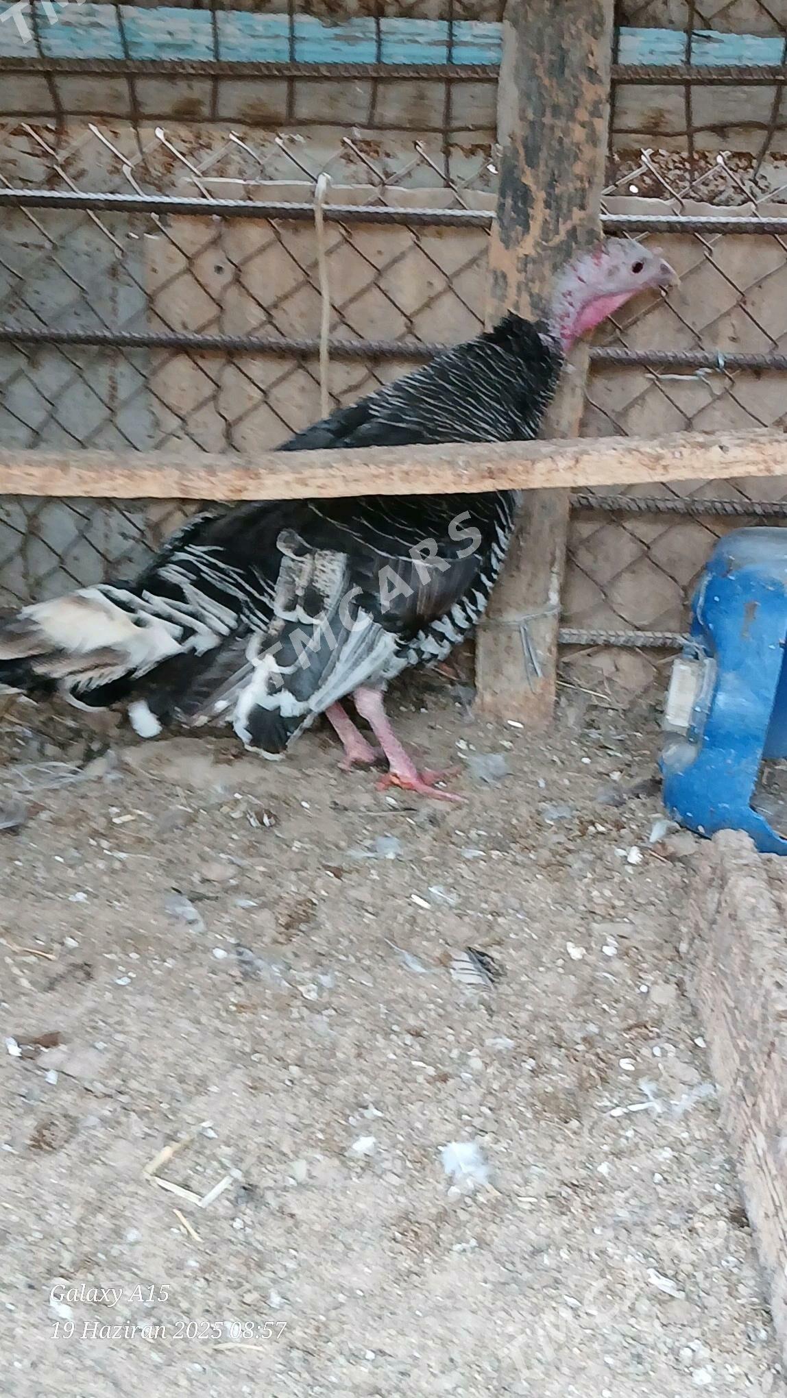 MAKI İNDUK - Бузмеин - img 2
